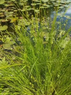 prickly bog sedge thumbnail 3