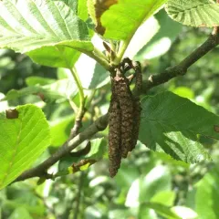 white alder thumbnail 3