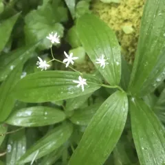 star-flowered lily-of-the-valley thumbnail 5