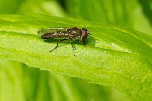 Many-tufted Sedgesitter