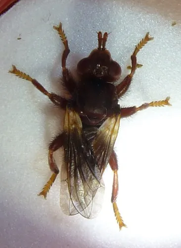Myopa curticornis