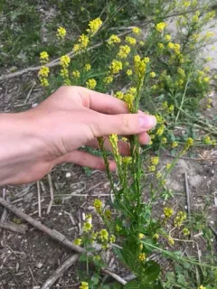 Small-flowered Winter-cress thumbnail 3