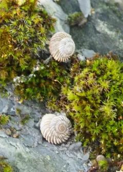 Costate Mountainsnail thumbnail 2