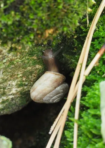 Boulder Pile Mountainsnail