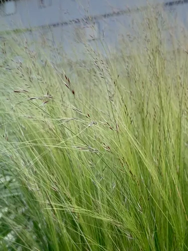 Mexican feathergrass