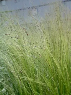 Mexican feathergrass thumbnail 1