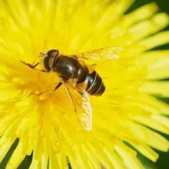 Orange-spined Drone Fly thumbnail 1