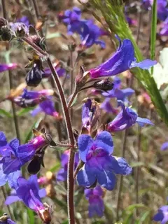 Mountain Blue Penstemon thumbnail 2