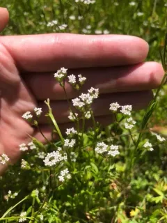 Hairy-fruited Cornsalad thumbnail 2