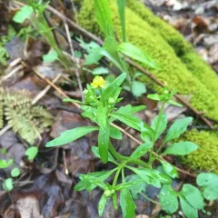 small-flowered buttercup thumbnail 3