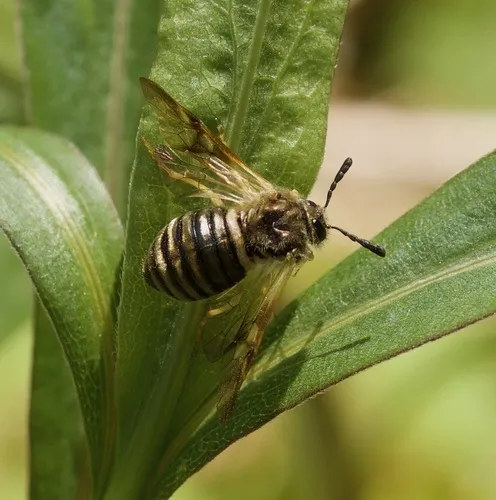 North American Honeysuckle Sawfly