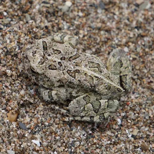 Fowler's Toad