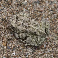 Fowler's Toad thumbnail 1