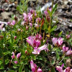 California milkwort thumbnail 3
