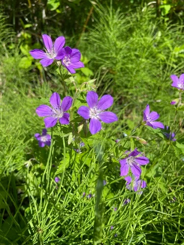 wood crane's-bill