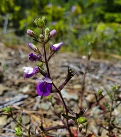 narrowleaf blue-eyed Mary thumbnail 3