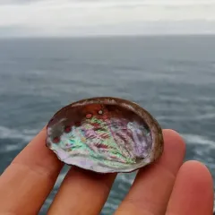 Red Abalone thumbnail 2