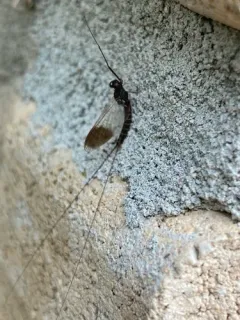 Leptophlebia nebulosa thumbnail 4