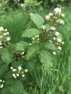 rose blackberry thumbnail 2