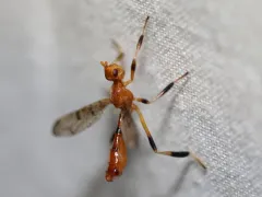 Pyrgotella chagnoni thumbnail 2