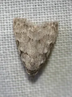 Woolly Nola Moth thumbnail 4
