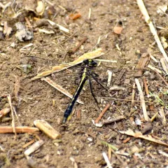 Beaverpond Clubtail thumbnail 4