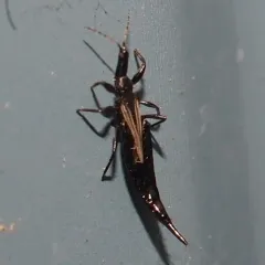 Elaphrothrips tuberculatus thumbnail 2