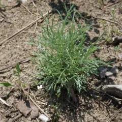 Field Sagewort thumbnail 5