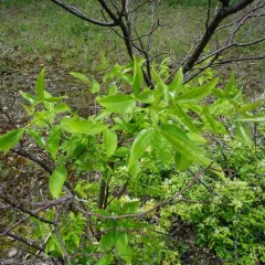 common hoptree thumbnail 3