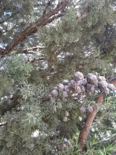 baker's cypress thumbnail 2