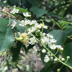 Taphrina farlowii thumbnail 2