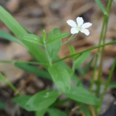 bluntleaf sandwort thumbnail 3