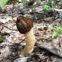 Half-free Morel thumbnail 2