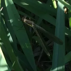 Amber-winged Spreadwing thumbnail 3