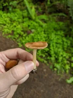 Inocybe mixtilis thumbnail 2