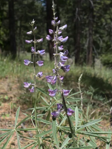 Kellogg's Spurred Lupine