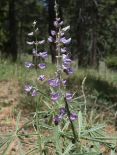 Kellogg's Spurred Lupine thumbnail 1