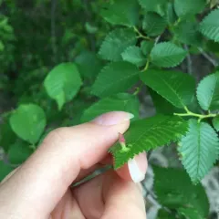 Rice Root Aphid thumbnail 3