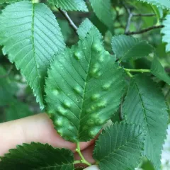 Taphrina ulmi thumbnail 4