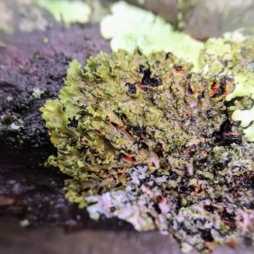 Orange-cored Shadow Lichen