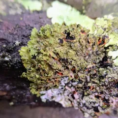 Orange-cored Shadow Lichen thumbnail 1