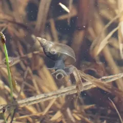 Walker's Pond Snail thumbnail 4