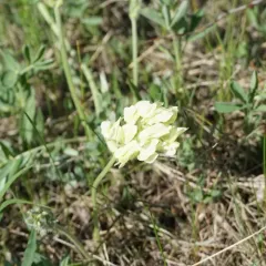 White Point-vetch thumbnail 2
