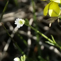 field chickweed thumbnail 2