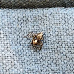 Western Lynx Spider thumbnail 3