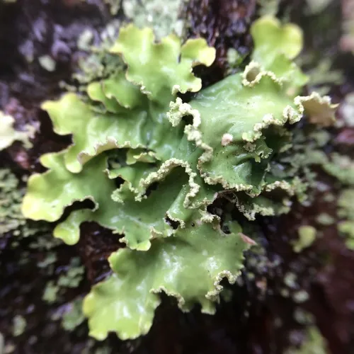 Yellow Ribbon Lichen