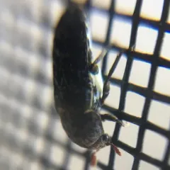 Dermestes undulatus thumbnail 2
