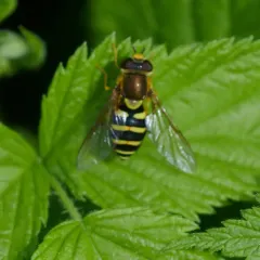 Black-margined Flower Fly thumbnail 3