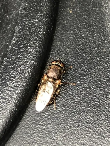 Odontomyia pubescens