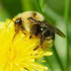 Indiscriminate Cuckoo Bumble Bee thumbnail 2